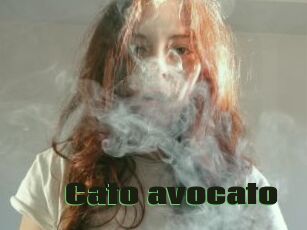 Cato_avocato