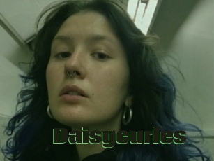 Daisycurles